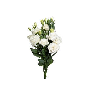 L. ACE WHITE 060 CM MIN 500 GRAMAS BRANCO