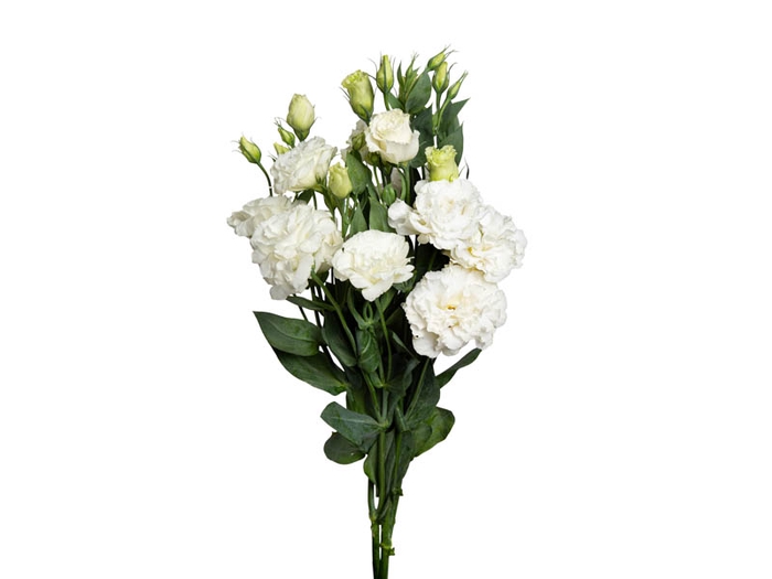 L. ACE WHITE 060 CM MIN 500 GRAMAS BRANCO