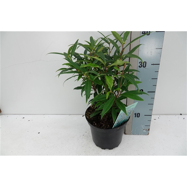 Sarcococca H Digyna C2