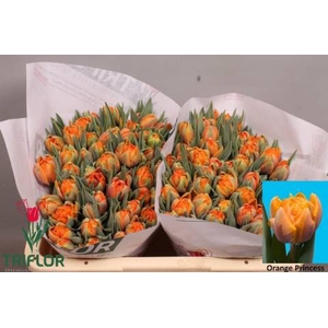 TU DU ORANGE PRINCES