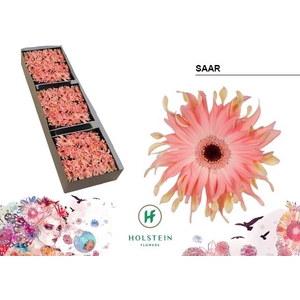 Gerbera Pasta Saar Doos