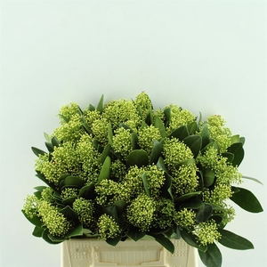 Skimmia Finchy