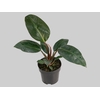 PHILODENDRON ROJO CONGO P17