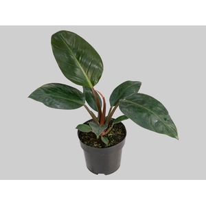 PHILODENDRON ROJO CONGO P17