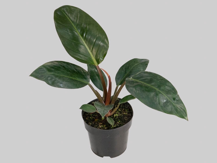 PHILODENDRON ROJO CONGO P17