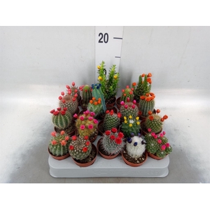 Cactus   ...decorated