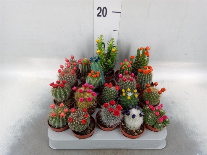 <h4>Cactus   ...decorated</h4>