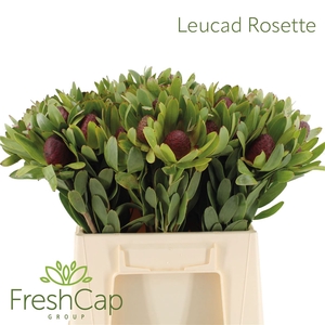 Leucad Rosette