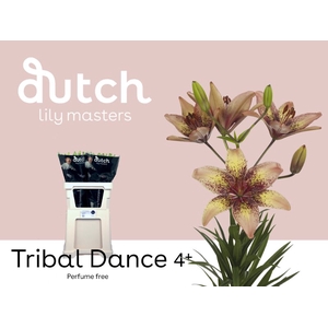 Li Az Tribal Dance 4+ Lily Master