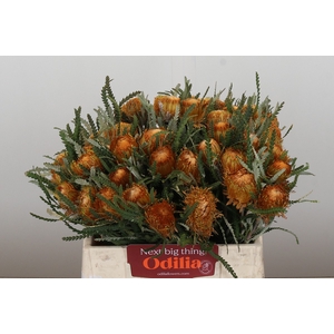 Banksia Dryandra