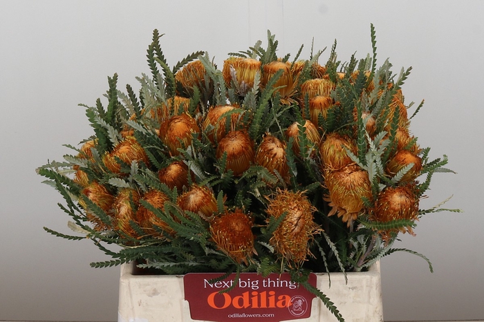 <h4>Banksia Dryandra</h4>