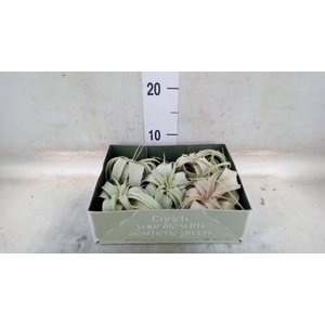 Tillandsia xerographica