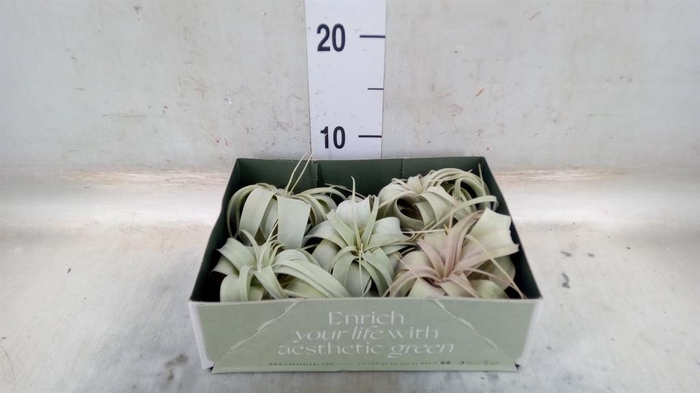 <h4>Tillandsia xerographica</h4>