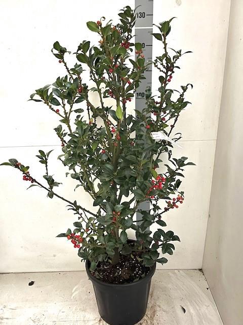 <h4>ILEX MES HECKENFEE</h4>