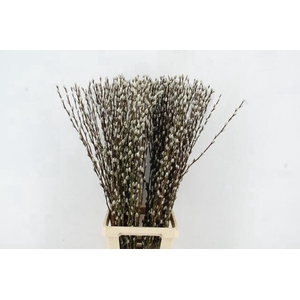 SALIX SNOWFLAKE 100CM