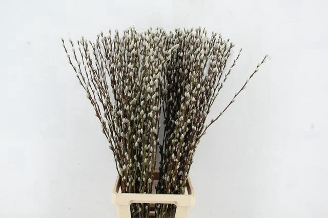 <h4>SALIX SNOWFLAKE 100CM</h4>