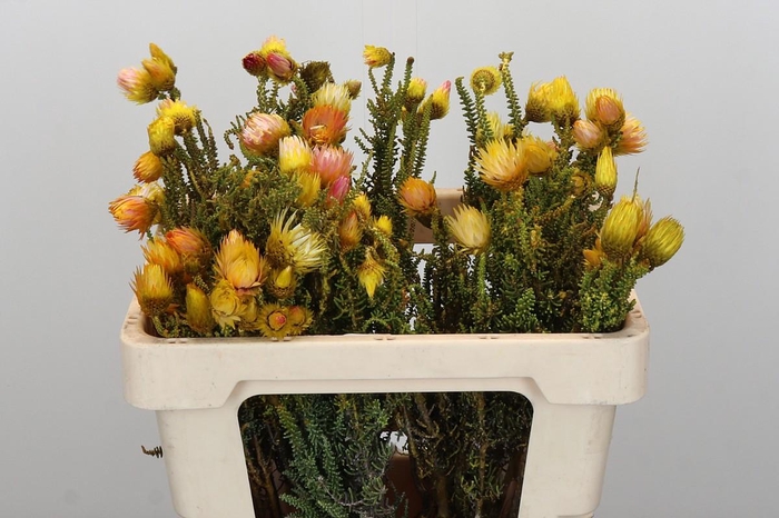 <h4>Kaaps Groen Phaenocoma Yellow</h4>