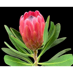 Protea Lancelot