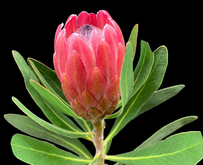 <h4>Protea Lancelot</h4>