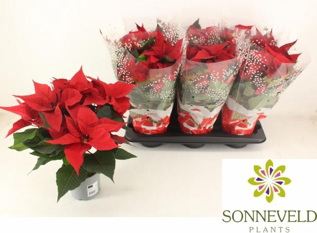 <h4>EUPHOR P CHR F RED</h4>