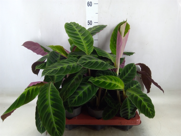 <h4>Calathea warscewiczii</h4>