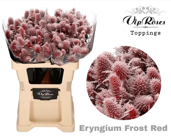 ERYNGIUM SUPERNOVA FROST RED 60cm