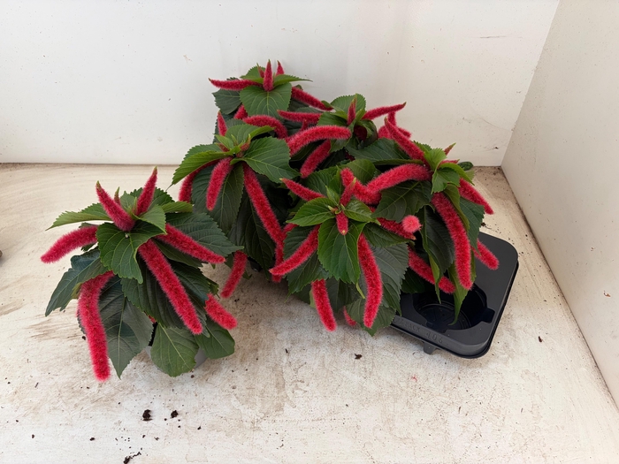 <h4>ACALY HISPIDA</h4>