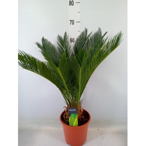 Cycas revoluta