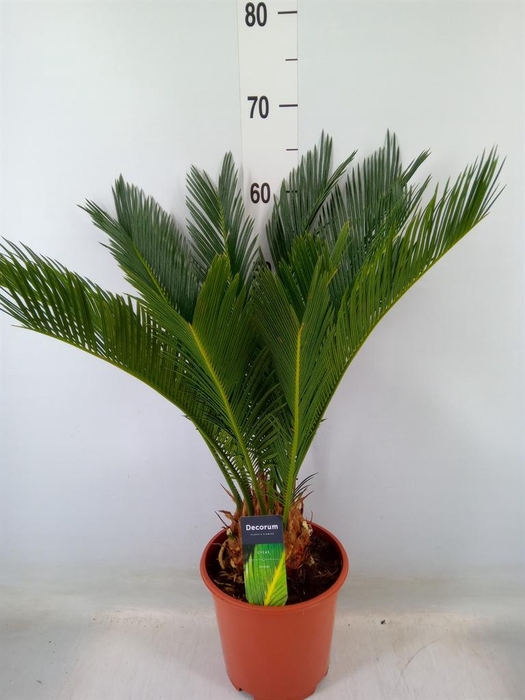 <h4>Cycas revoluta</h4>