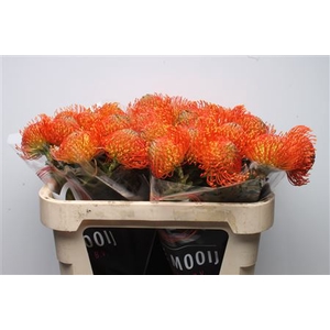 Leuco Neena Orange