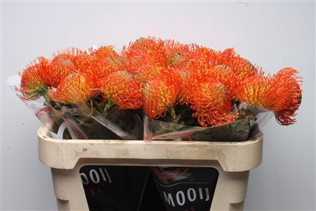 <h4>Leuco Neena Orange</h4>