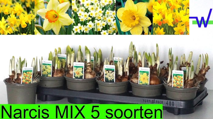 <h4>NARC GEM 5 SRT</h4>