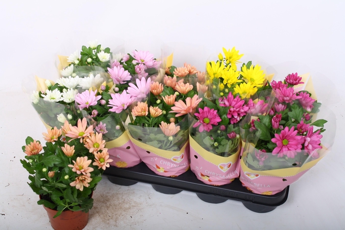 <h4>CHRYS GEM 5 KL</h4>