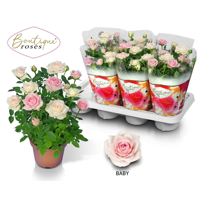 <h4>RO TUNESIE BABY STAR</h4>