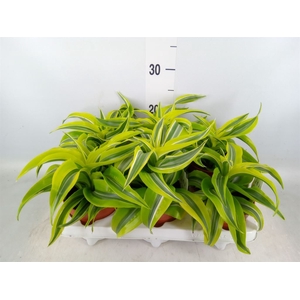 Dracaena frag. 'Lemon Surprise'