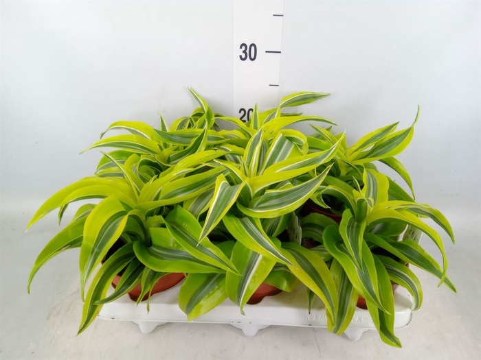 <h4>Dracaena frag. 'Lemon Surprise'</h4>
