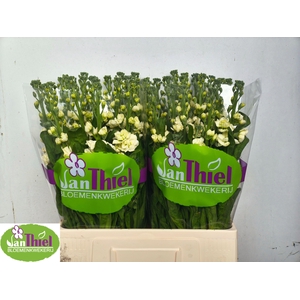 MATTH STOX YELLOW
