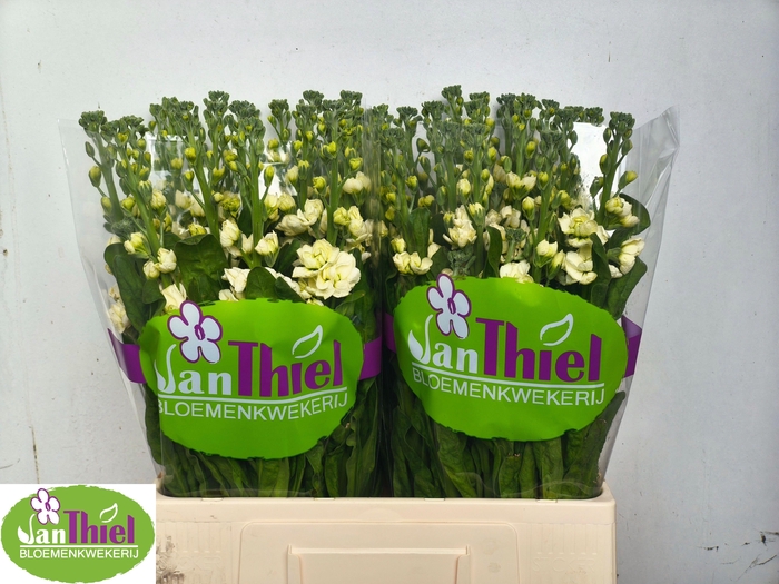 <h4>MATTH STOX YELLOW</h4>