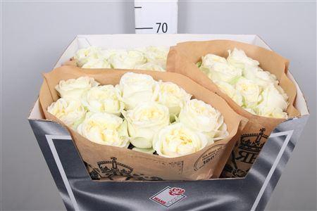 <h4>R Gr Lady Lindsey+</h4>