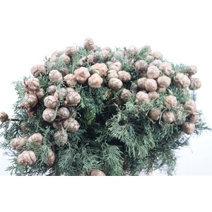 Cypresse Nuts Green P Bunch