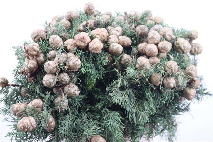 <h4>Cypresse Nuts Green P Bunch</h4>