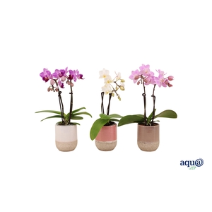 Becca Mix Tiny Dolls Mix 2T10+ Aqu@