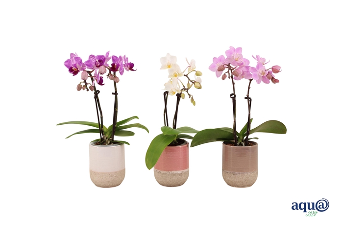 <h4>Becca Mix Tiny Dolls Mix 2T10+ Aqu@</h4>