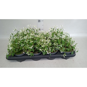 Euphorbia hyperic. 'Euphoria White'