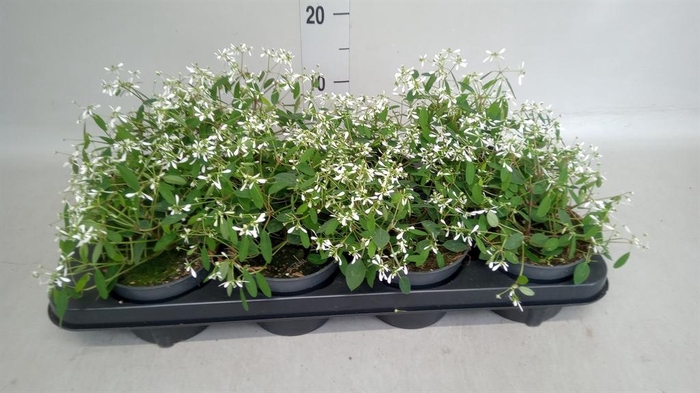 <h4>Euphorbia hyperic. 'Euphoria White'</h4>