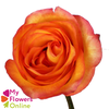 R Gr Encanto Orange 50cm EC