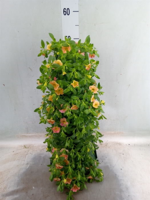 <h4>Calibrachoa   ...</h4>