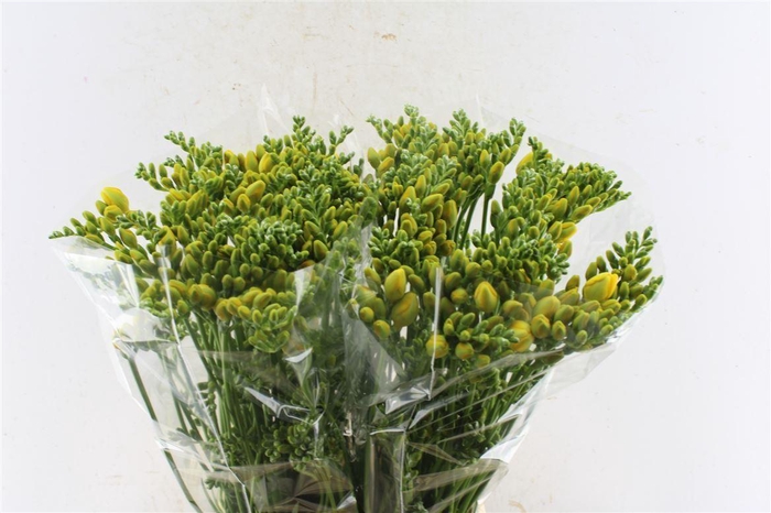 <h4>Fr Du Soleil Yellow</h4>