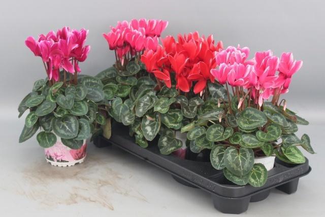 <h4>CYCL GR HALIOS FANT</h4>