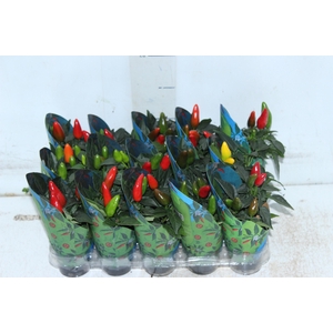 PIMENTA P06